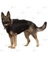 Chaleco antibalas NIJ IIA para perro