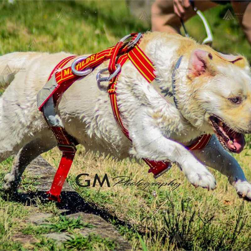 Arnés ligero para perros de rescate