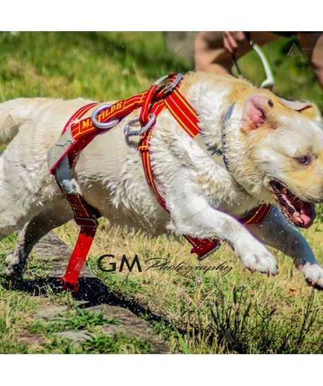 Arnés ligero para perros de rescate