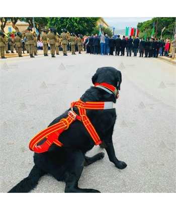 Arnés ligero para perros de rescate