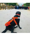 Arnés ligero para perros de rescate
