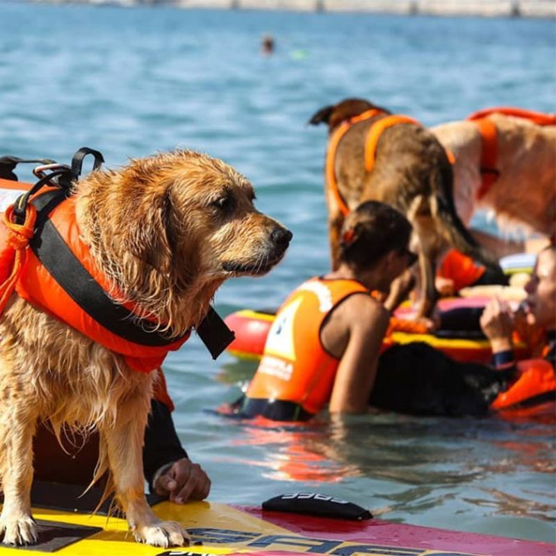 Tablas para rescate acuático